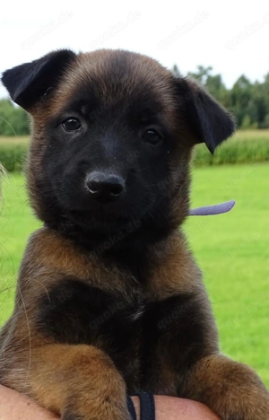 X-Herder Welpen abzugeben 