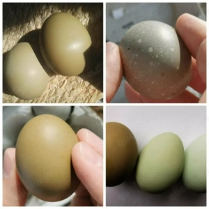 Olivleger F1 Bruteier (Silverudds Bl  x Französische Marans) BE Bild 2