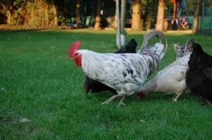 Olivleger F1 Bruteier (Silverudds Bl  x Französische Marans) BE Bild 3