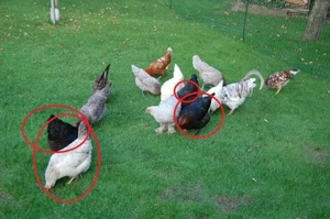 Olivleger F1 Bruteier (Silverudds Bl  x Französische Marans) BE Bild 4