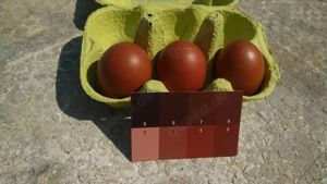 Olivleger F1 Bruteier (Silverudds Bl  x Französische Marans) BE