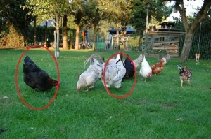 Olivleger F1 Bruteier (Silverudds Bl  x Französische Marans) BE Bild 5