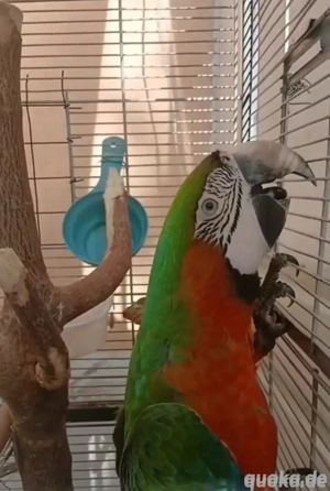 Catalina-Ara papagei