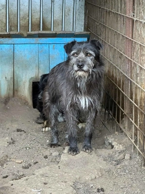 Struppy ca. 45 cm   großes Herz auf 4 Pfoten