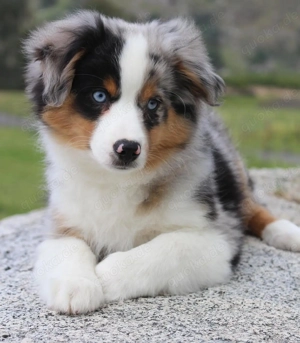 Australian Shepherd Wepen!!