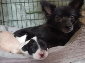 Super süße Pomchi x Malteser mix Welpen