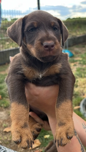 Deutscher Jagdterrier Welpen 