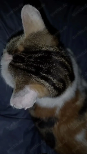 Calico-Katze sucht ein liebevolles Zuhause 