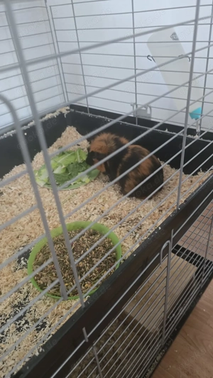 Wir verschenken zwei Meerschweinchen 