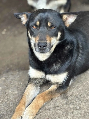 Klara A ca. 45 cm   die Zarte