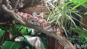 Python regius WEIBLICH 