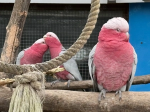 Rosakakadu 4,1 naturfarbig 2022-2024