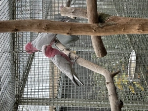 Rosakakadu spalterbig 2,0 aus 2023 und 2025