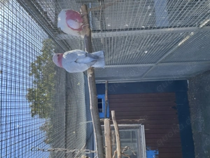 Rosakakadu Paar Lutino Spalt aus 2020 2021