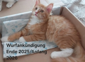 Wurfankündigung für Anfang 2026 seltene Katzenmädels in red creme