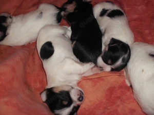 Yorkshire Terrier Welpen, in versch. Farben- Suchen dich zum Kuscheln- alle Welpen sind noch da.