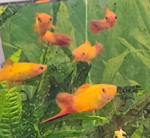 Schwerträger in verschiedenen Größen abzugeben