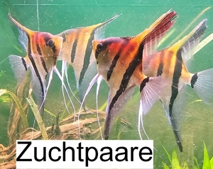 Skalare  Rotrückenskalare Bild 2