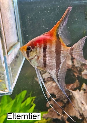 Skalare  Rotrückenskalare