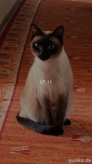 Voranfragen für siam kitten