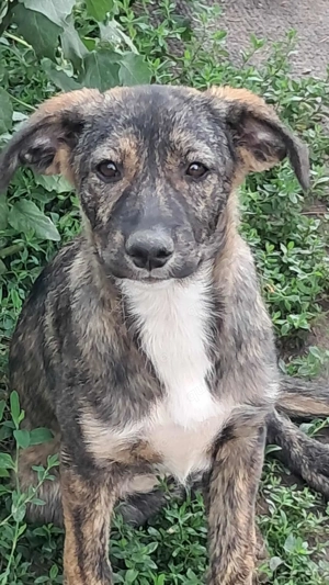 Lara-die Einfühlsame sucht ihr Zuhause! Bild 3