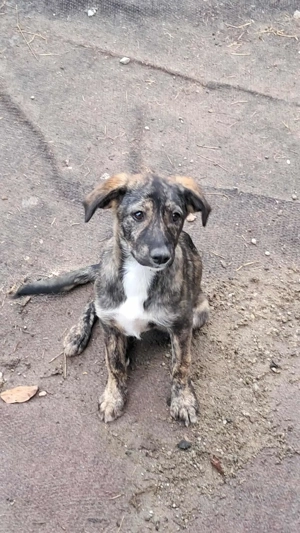 Lara-die Einfühlsame sucht ihr Zuhause! Bild 2