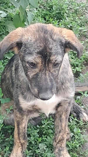 Lara-die Einfühlsame sucht ihr Zuhause! Bild 4