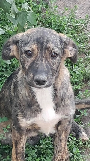 Lara-die Einfühlsame sucht ihr Zuhause! Bild 5