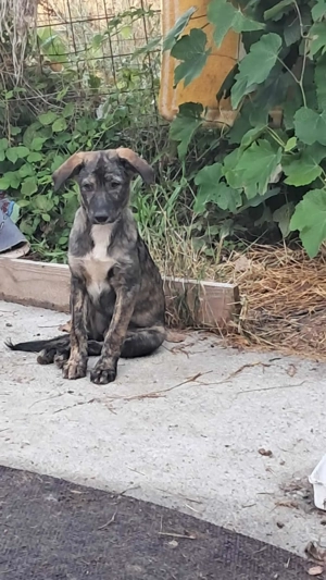 Lara-die Einfühlsame sucht ihr Zuhause! Bild 1