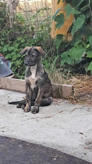 Lara-die Einfühlsame sucht ihr Zuhause! Bild 7