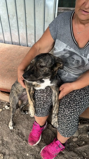 Lara-die Einfühlsame sucht ihr Zuhause! Bild 9