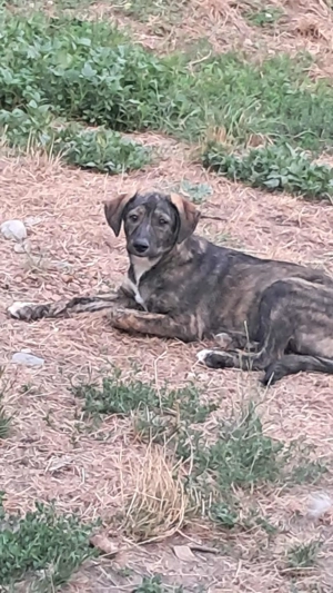 Lara-die Einfühlsame sucht ihr Zuhause! Bild 8