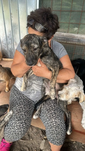 Lara-die Einfühlsame sucht ihr Zuhause! Bild 10