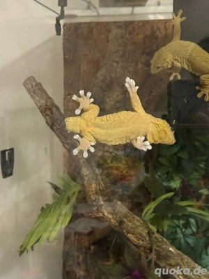 ailuronyx trachygaster Bild 2