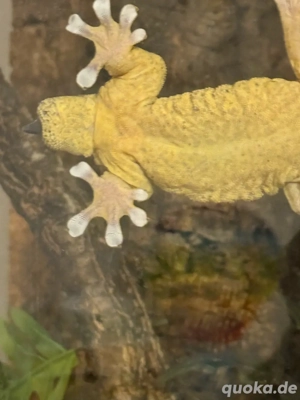 ailuronyx trachygaster Bild 3