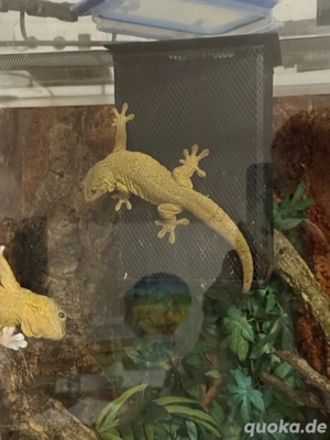 ailuronyx trachygaster Bild 4