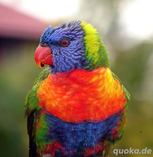 Gebirgslori männlich 