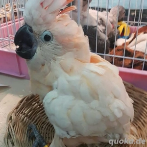 Molukkenkakadu-Babys (männlich und weiblich)