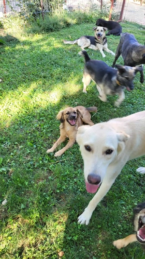 ROCCO - ist bereit für Abenteuer (wartet in Rumänien) Bild 6