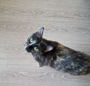 Daisy - Katzenmama sucht Zuhause! Bild 2