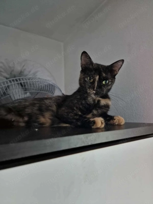 Daisy - Katzenmama sucht Zuhause!