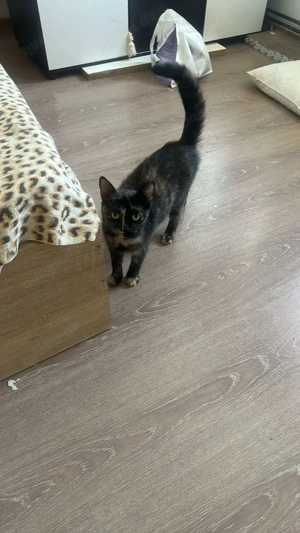 Daisy - Katzenmama sucht Zuhause! Bild 4