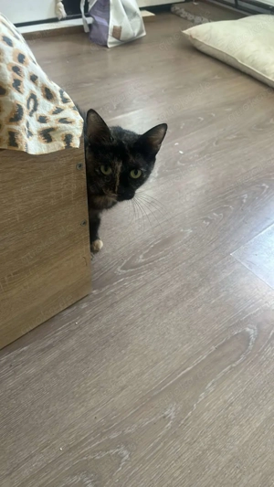 Daisy - Katzenmama sucht Zuhause! Bild 3