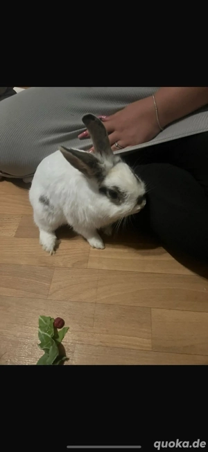 kaninchen zu verkaufen