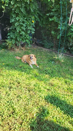 RICKY - sucht seinen sicheren Hafen (wartet in Rumänien) Bild 2