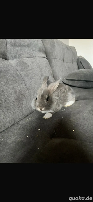 kaninchen zu verkaufen 
