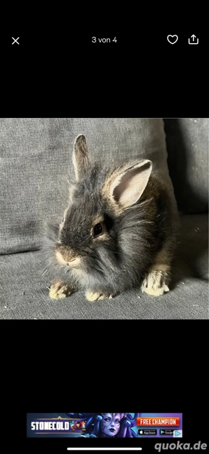 kaninchen zu verkaufen 
