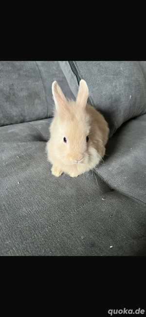 kaninchen zu verkaufen 