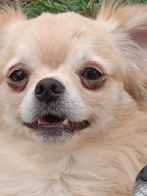 Ein Chihuahua Bube ist auf der Suche ............