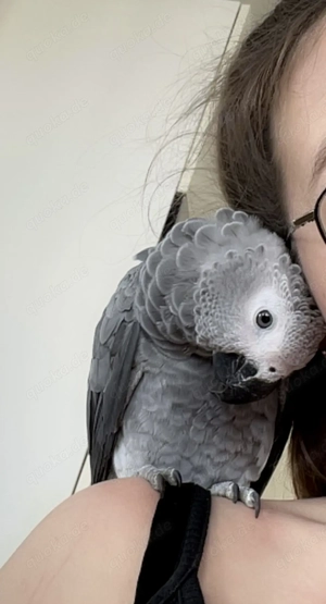 Graupapagei in liebevolle Hände abzugeben